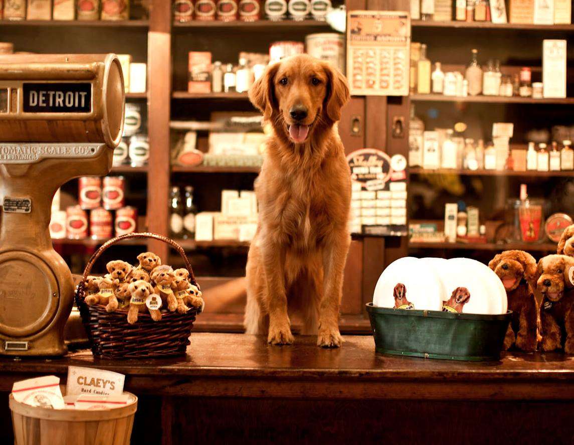 photo of Duke the Bush's Beans dog sitting on a counter in a general store