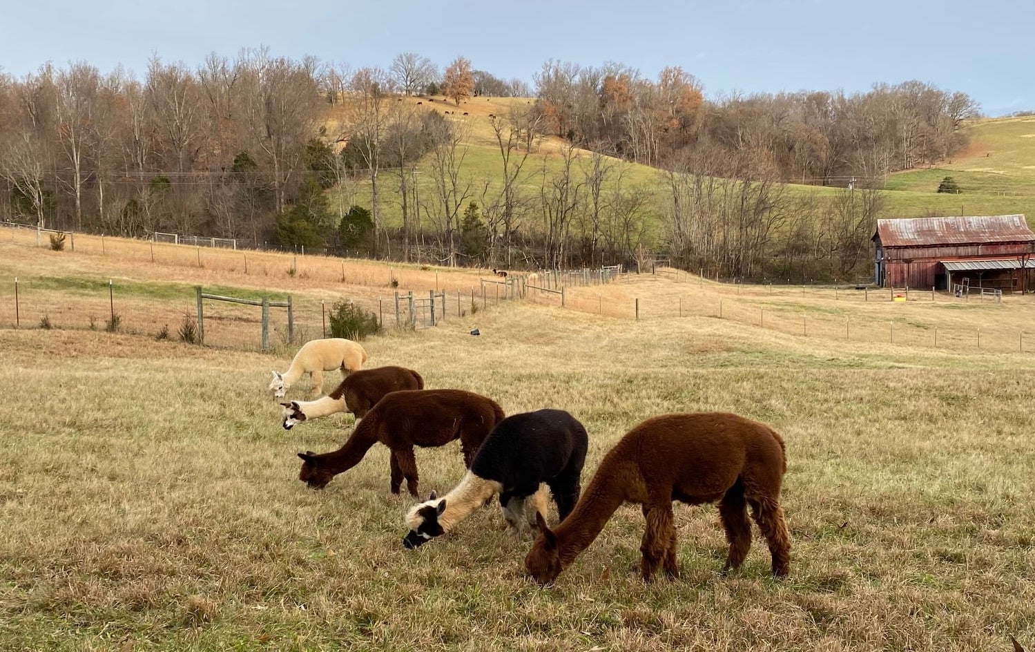 Alpacas eating grass