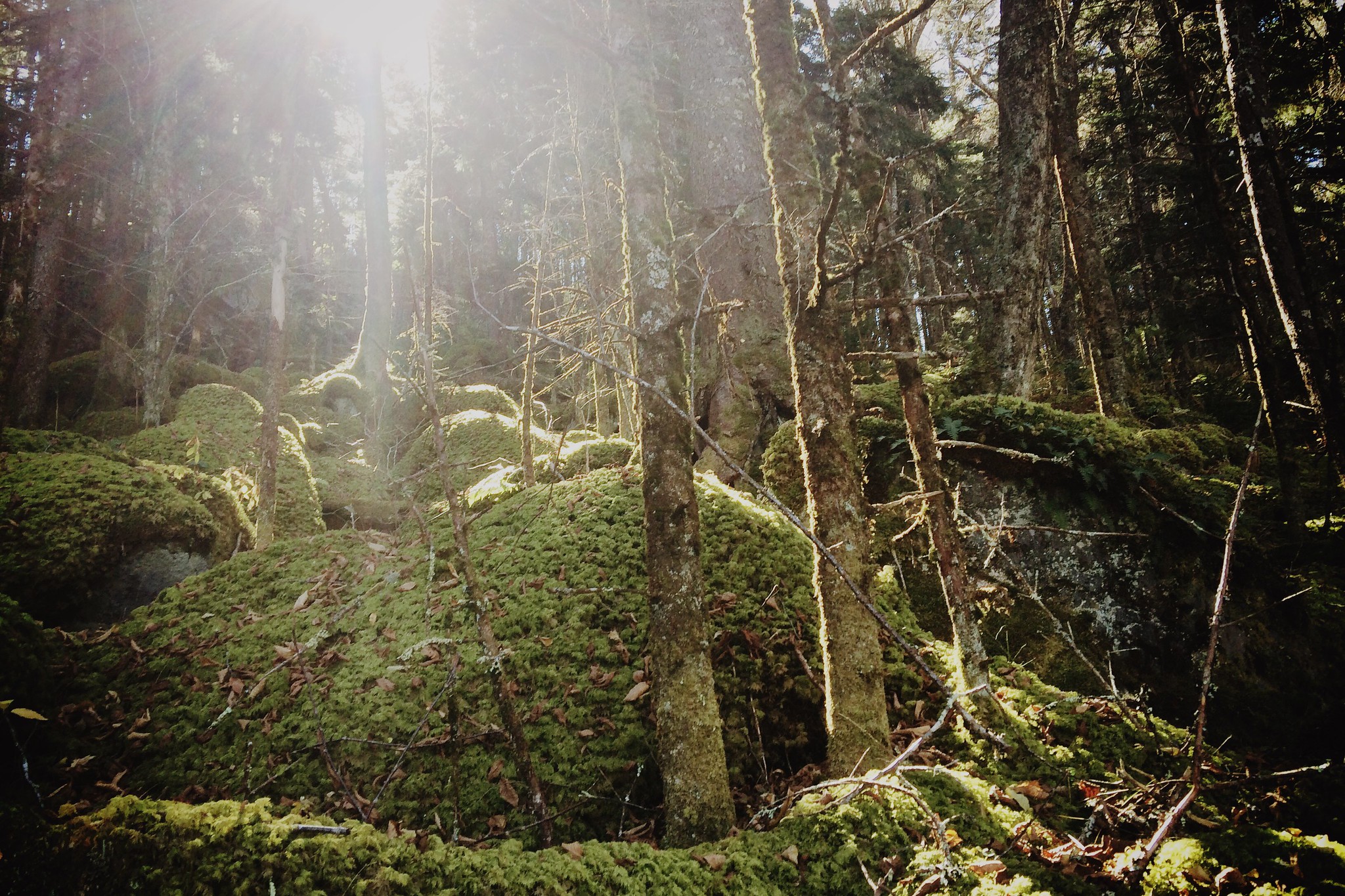 photo of a trail in the great smoky mountains national park