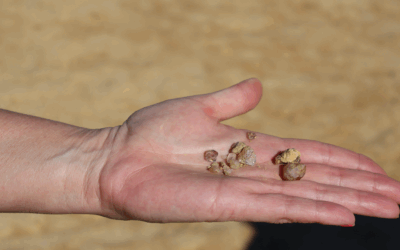 Discover the Douglas Lake Diamonds: Hidden Gems in the Lakeside of the Smokies