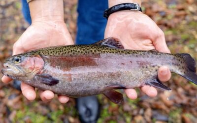 Mossy Creek Trout Stocking Returns After Decades